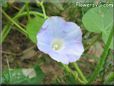morning glory flower picture