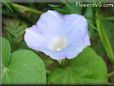 morning glory flower picture