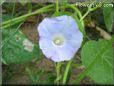 morning glory flower picture