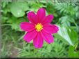purple cosmos flower picture