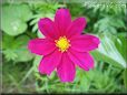 purple cosmos flower picture