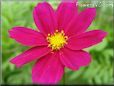 purple cosmos flower picture