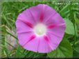 pink morning glory picture