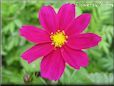 purple cosmos flower picture