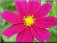 purple cosmos flower picture