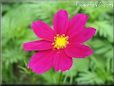 purple cosmos flower picture