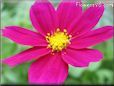 purple cosmos flower picture