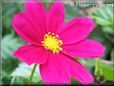 purple cosmos flower picture