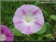 morningglory flower picture