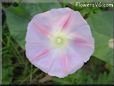 morningglory flower picture