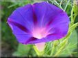 morning glory flower picture