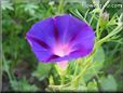 morning glory flower picture