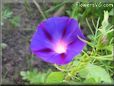 morning glory flower picture