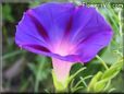 morning glory flower picture