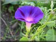 morning glory flower picture