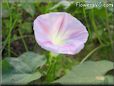 morningglory flower picture