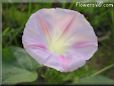 morningglory flower picture