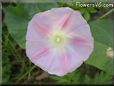 morningglory flower picture
