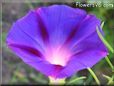 morning glory flower picture