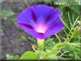 morning glory flower picture