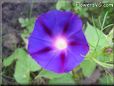 morning glory flower picture