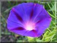 morning glory flower picture