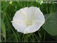 white morning glory flower picture