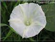 white morning glory flower picture