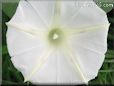 white morning glory flower picture