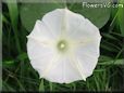 white morning glory flower picture