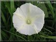 white morning glory flower picture