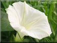 white morning glory flower