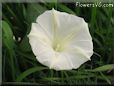 white morning glory flower