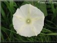 white morning glory flower picture