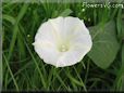 white morning glory flower picture