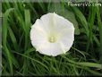 white morning glory flower picture