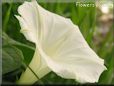 white morning glory flower picture