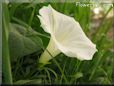 white morning glory flower picture