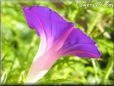 morning glory flower picture