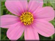 pink cosmos flower picture