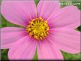 pink cosmos flower picture