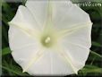 white morning glory flower picture