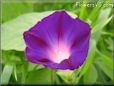 morning glory flower picture