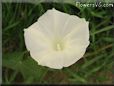 white morning glory flower picture