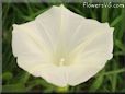 white morning glory flower picture