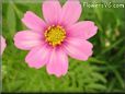 pink cosmos flower picture