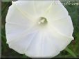 white morning glory flower picture