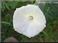 white morning glory flower picture