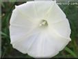 white morning glory flower picture