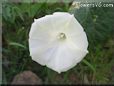 white morning glory flower picture